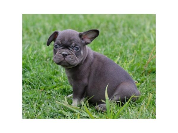 French Bulldog DOG Male Blue Fawn 16378 Petland Iowa City, Iowa