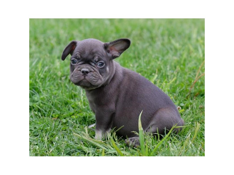 French Bulldog Dog Male Blue Fawn 16378