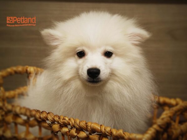 American Eskimo DOG Male White 16291 Petland Iowa City, Iowa