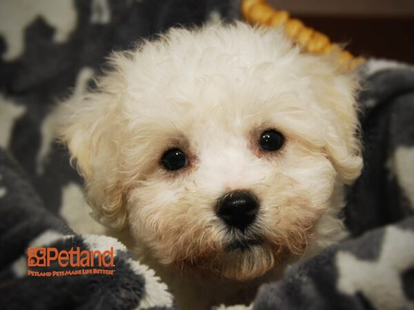 Bichon Frise DOG Female White 16375 Petland Iowa City, Iowa