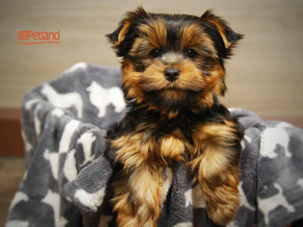 Yorkshire Terrier DOG Female Black & Gold 16369 Petland Iowa City, Iowa