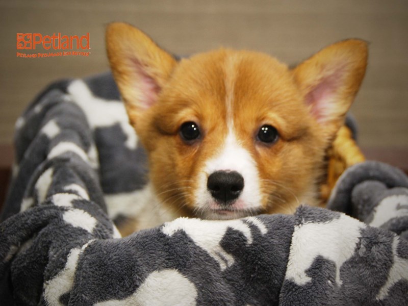 Pembroke Welsh Corgi Dog Female Red / White 16360