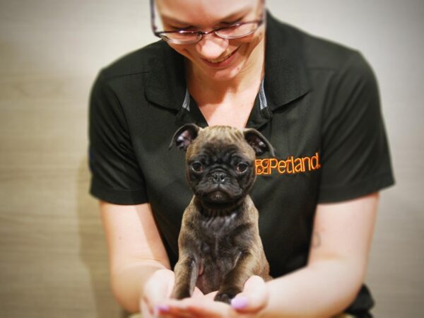 Pug DOG Female Mousse 16347 Petland Iowa City, Iowa