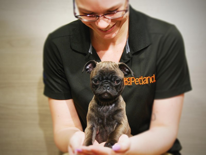 Pug Puppy Mousse ID:16347 Located at Petland Iowa City, Iowa