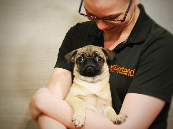 Pug DOG Female Fawn 16351 Petland Iowa City, Iowa