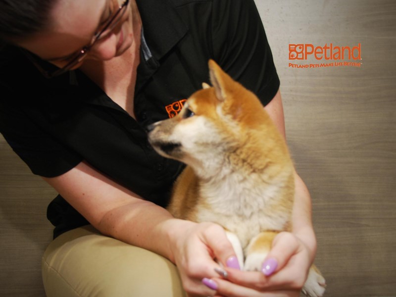 Shiba Inu Dog Female Red / White 16353