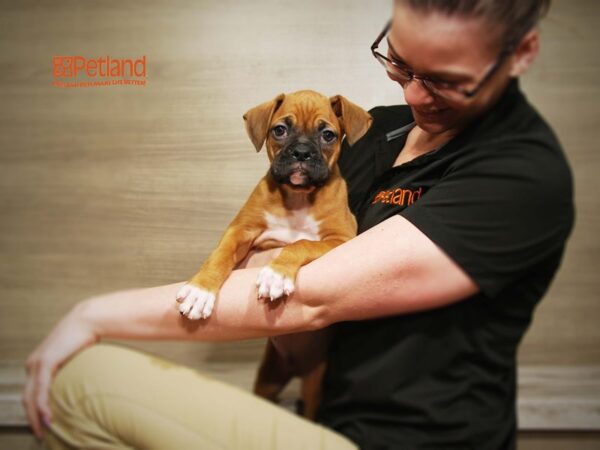 Boxer DOG Male Fawn / White 16359 Petland Iowa City, Iowa