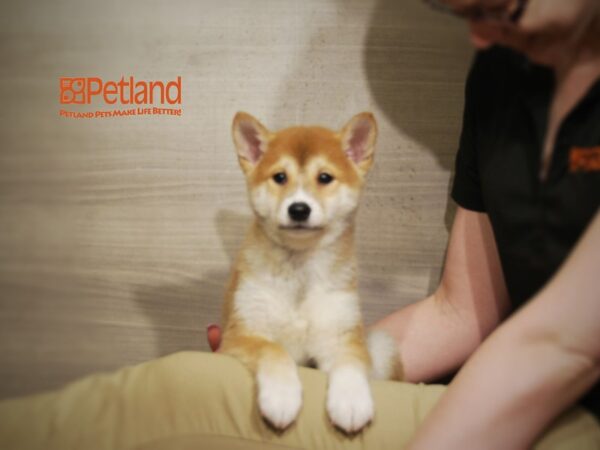 Shiba Inu DOG Male Red / White 16354 Petland Iowa City, Iowa