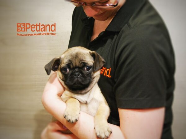 Pug DOG Female Fawn 16352 Petland Iowa City, Iowa