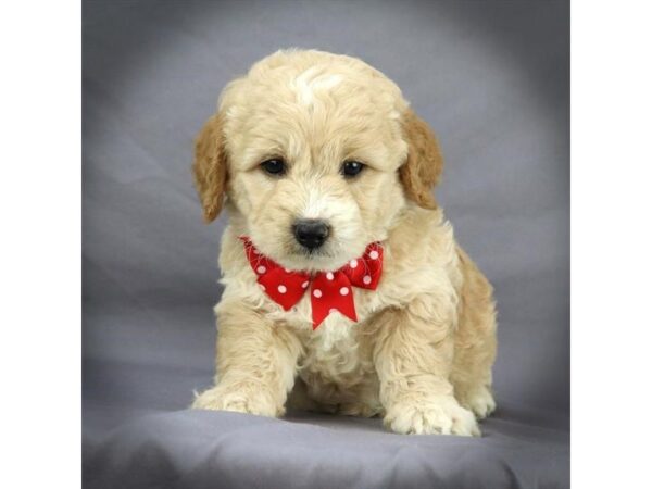 Goldendoodle Mini DOG Male Cream 16384 Petland Iowa City, Iowa