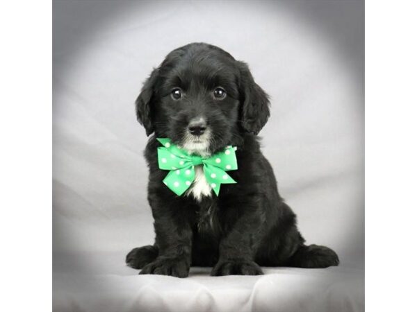 Goldendoodle Mini DOG Male Black 16385 Petland Iowa City, Iowa