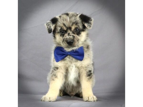 Pomeranian/German Shepherd DOG Male Blue Merle 16380 Petland Iowa City, Iowa