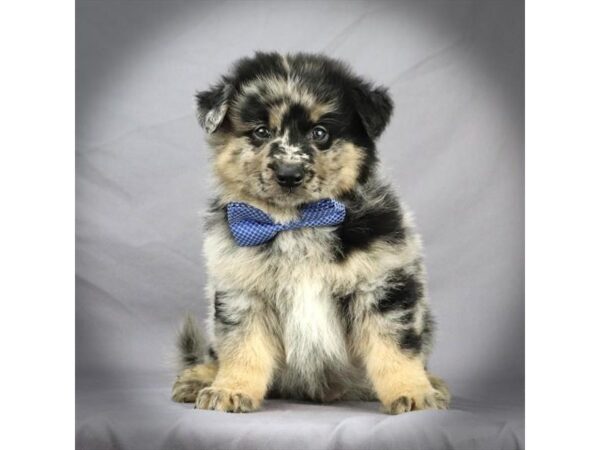 Pomeranian/German Shepherd DOG Male Blue Merle 16381 Petland Iowa City, Iowa