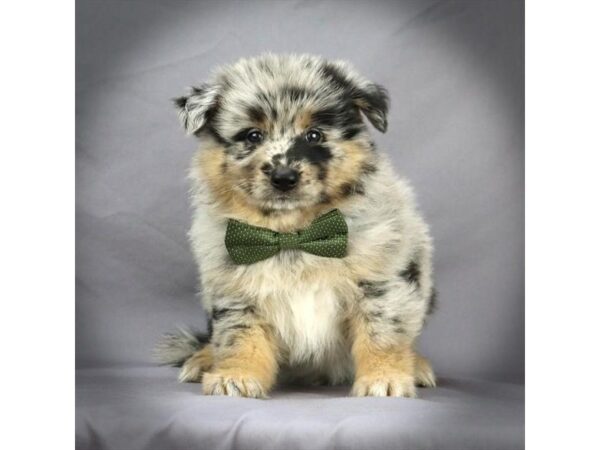 Pomeranian/German Shepherd-DOG-Male-Blue Merle-16382-Petland Iowa City, Iowa