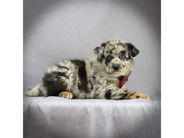 Pomeranian/German Shepherd-DOG-Male-Blue Merle-16383-Petland Iowa City, Iowa