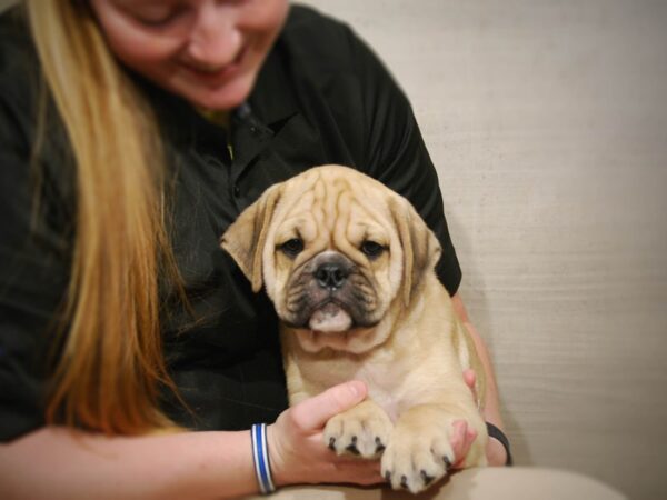 Mini Bulldog DOG Male Fawn 16337 Petland Iowa City, Iowa