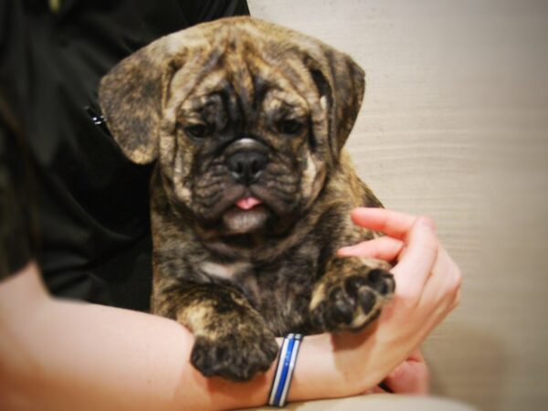 Mini Bulldog DOG Male Brindle 16342 Petland Iowa City, Iowa