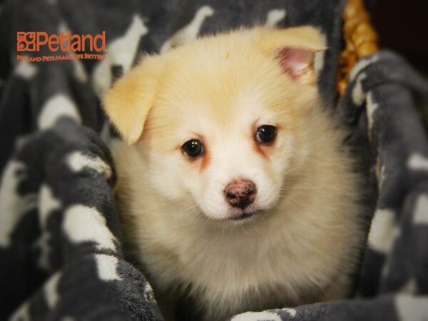 Pomsky 2nd Gen DOG Male Cream / White 16398 Petland Iowa City, Iowa