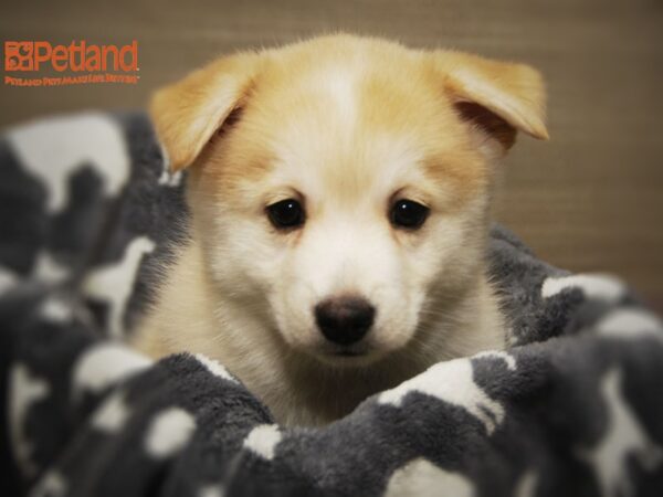 Pomsky 2nd Gen-DOG-Male-Copper / White-16397-Petland Iowa City, Iowa