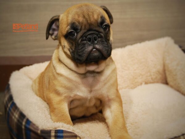 Bulldog/Mini Bulldog DOG Male Fawn 16355 Petland Iowa City, Iowa