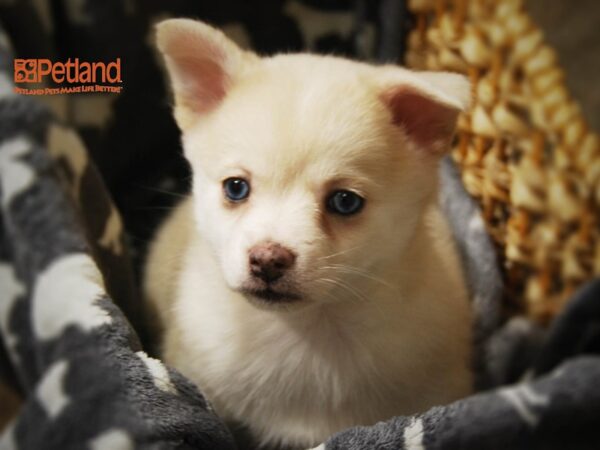 Pomsky 2nd Gen-DOG-Female-Cream / White-16395-Petland Iowa City, Iowa