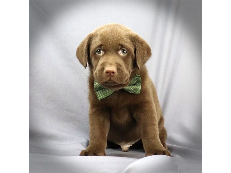 Labrador Retriever Dog Male Chocolate 16413