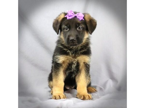 German Shepherd DOG Female Black and Tan 16411 Petland Iowa City, Iowa