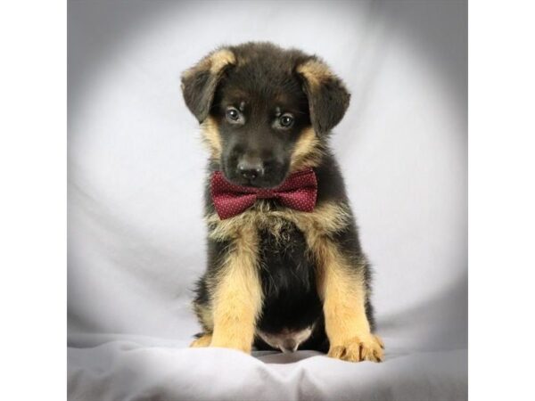 German Shepherd DOG Male Black and Tan 16412 Petland Iowa City, Iowa