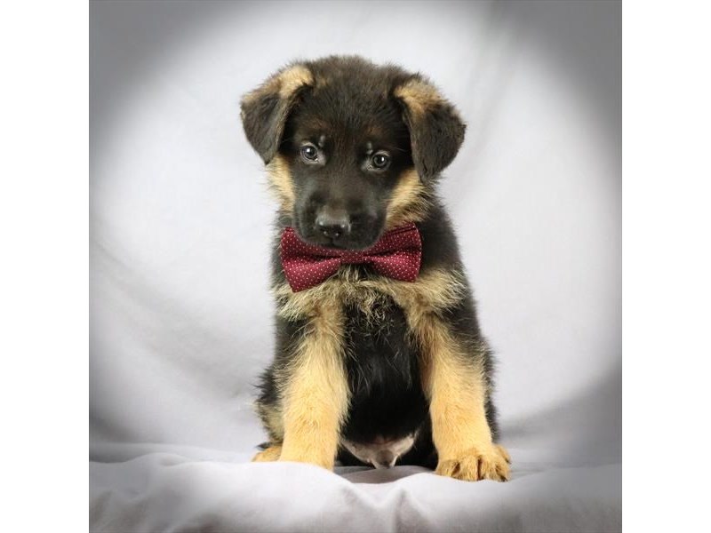 German Shepherd Dog Male Black and Tan 16412