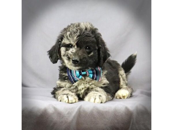 Mini Goldendoodle-DOG-Male-Blue Merle-16414-Petland Iowa City, Iowa