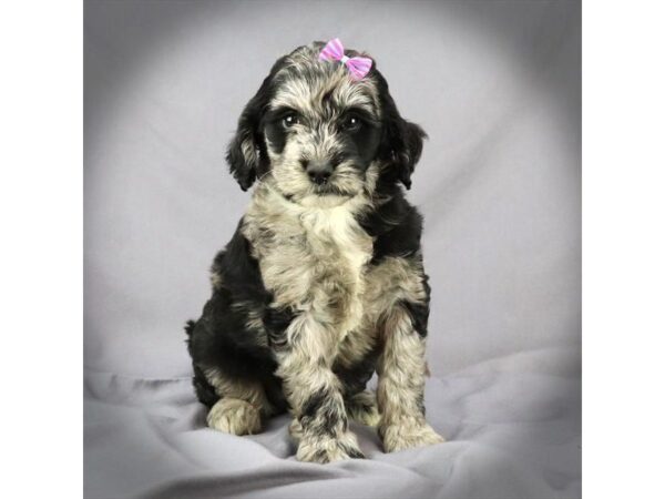 Miniature Goldendoodle DOG Female Blue Merle 16415 Petland Iowa City, Iowa