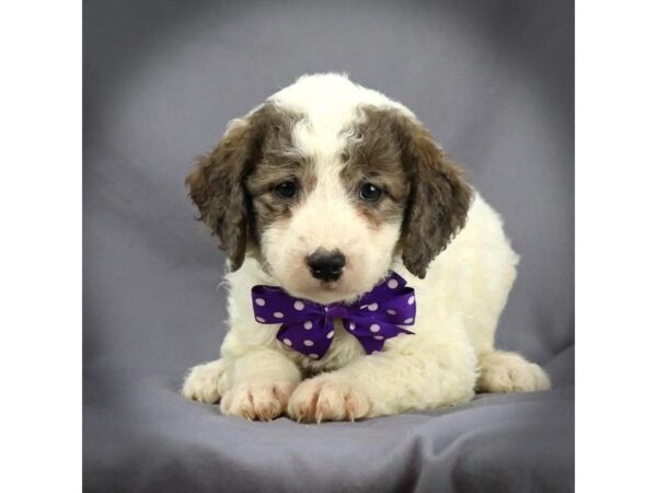 Mini Goldendoodle-DOG-Male-Blue Merle Partie-16416-Petland Iowa City, Iowa