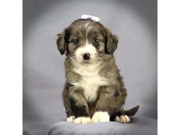 Miniature Goldendoodle DOG Female Blue Merle 16417 Petland Iowa City, Iowa