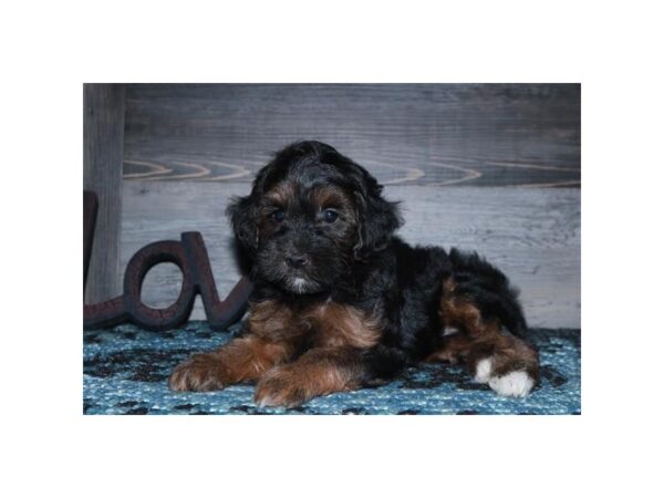 Yorkie/Poodle DOG Female Black / Tan 16424 Petland Iowa City, Iowa