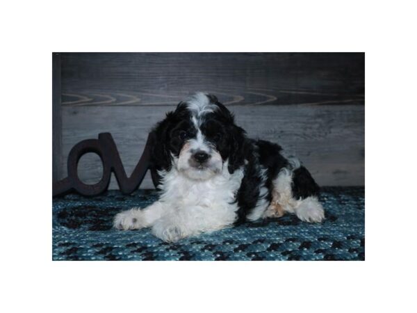 Cavalier King/Poodle DOG Female Black / White 16425 Petland Iowa City, Iowa