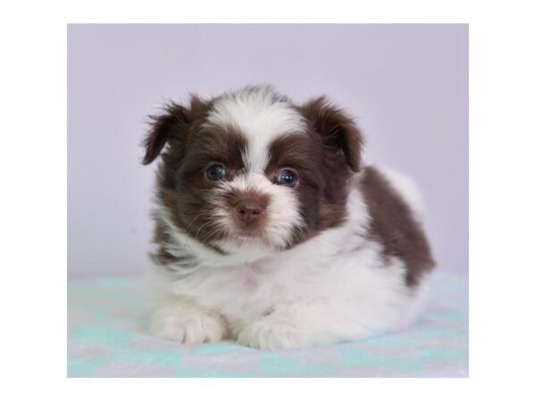 Pomeranian/Shih Tzu DOG Female Chocolate 16426 Petland Iowa City, Iowa