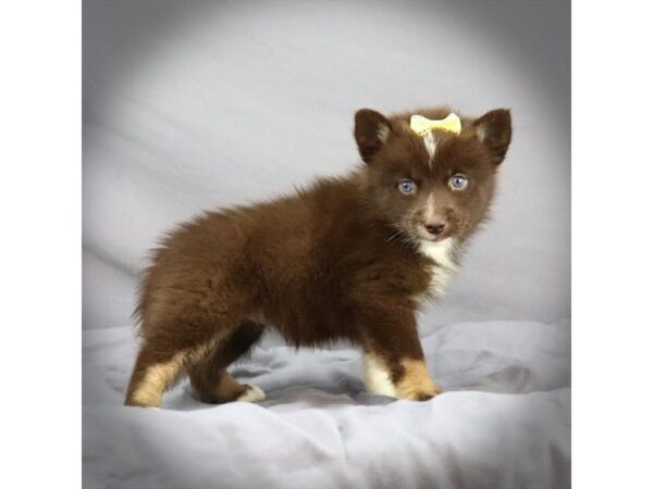 Pomsky DOG Female Red / White 16433 Petland Iowa City, Iowa