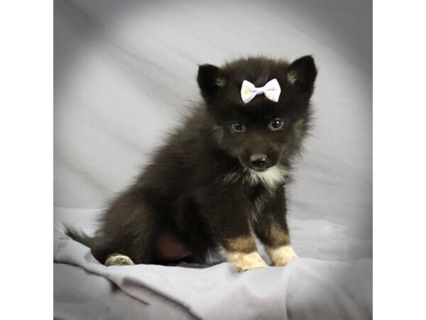 Pomsky DOG Female Black / White 16434 Petland Iowa City, Iowa