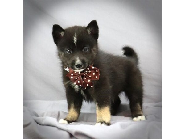 Pomsky DOG Male Black / White 16435 Petland Iowa City, Iowa