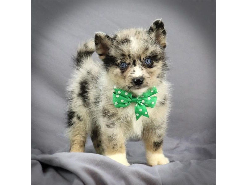 Pomsky Dog Male Blue Merle 16436
