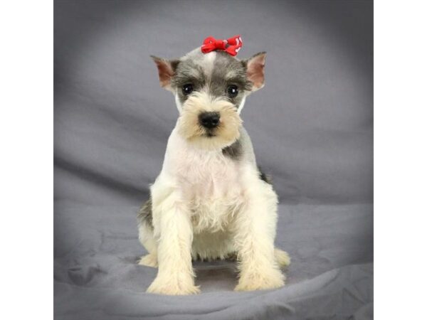 Miniature Schnauzer DOG Female Salt / Pepper 16431 Petland Iowa City, Iowa