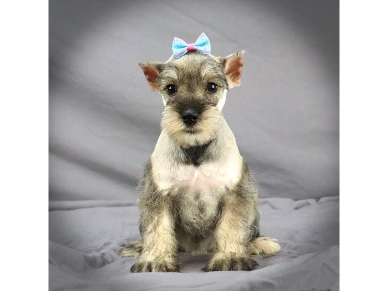 Miniature Schnauzer Dog Female Salt / Pepper 16432