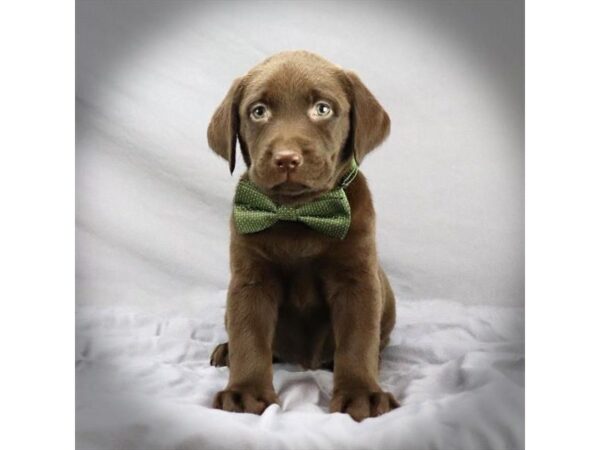 Labrador Retriever DOG Male Chocolate 16430 Petland Iowa City, Iowa