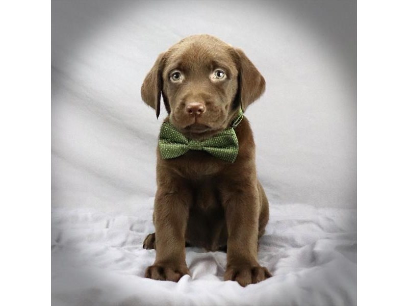 Labrador Retriever Dog Male Chocolate 16430
