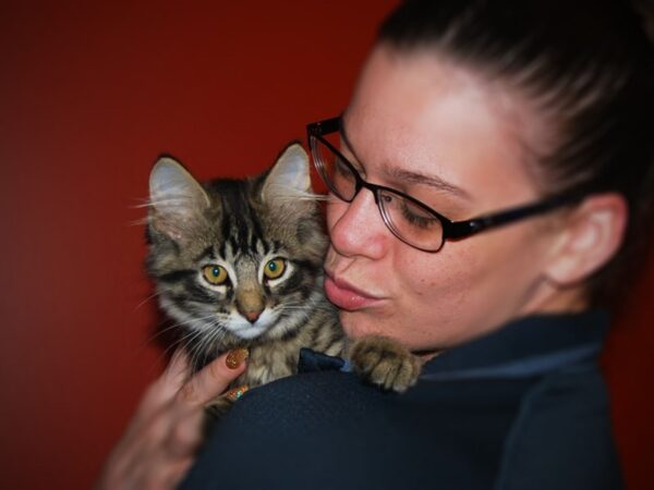 Domestic Long Hair CAT Male Grey tiger 16401 Petland Iowa City, Iowa