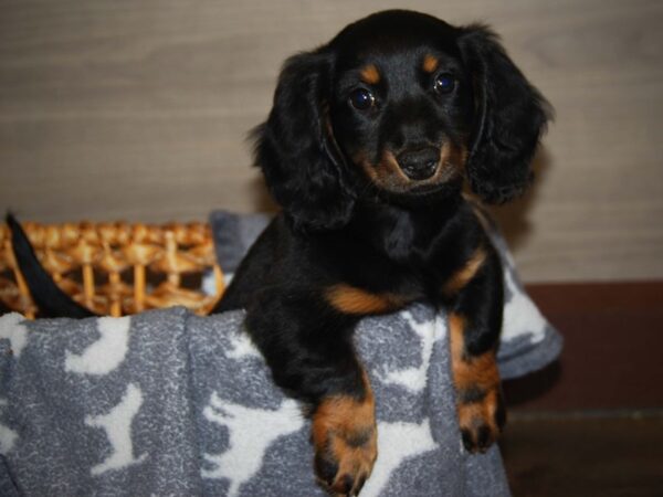 Dachshund DOG Male Black / Brown 16419 Petland Iowa City, Iowa