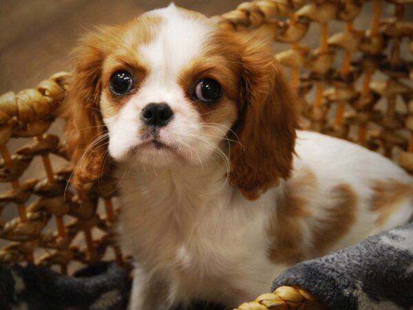 Cavalier King Charles Spaniel DOG Female Blenheim 16418 Petland Iowa City, Iowa