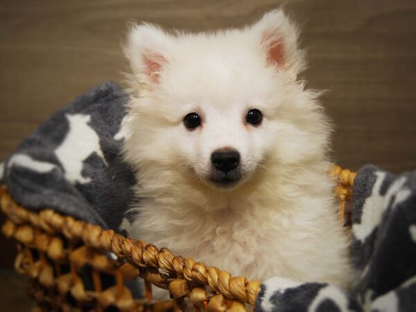 American Eskimo DOG Male White 16422 Petland Iowa City, Iowa