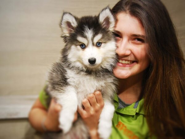 Pomsky 2nd Gen-DOG-Male-Black / White-16427-Petland Iowa City, Iowa