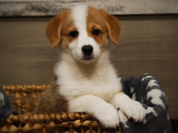 Pembroke Welsh Corgi DOG Male Red / White 16421 Petland Iowa City, Iowa